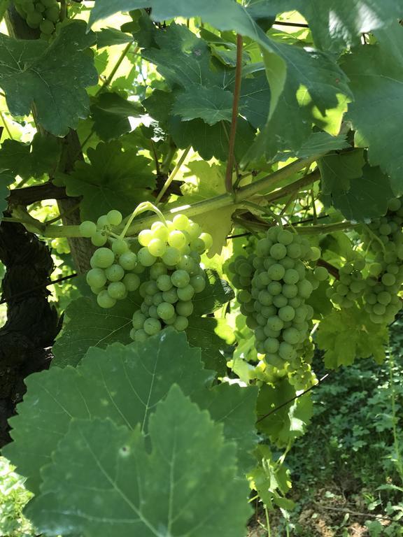 Wine & Nature & Tour Zgornji Leskovec Exterior foto